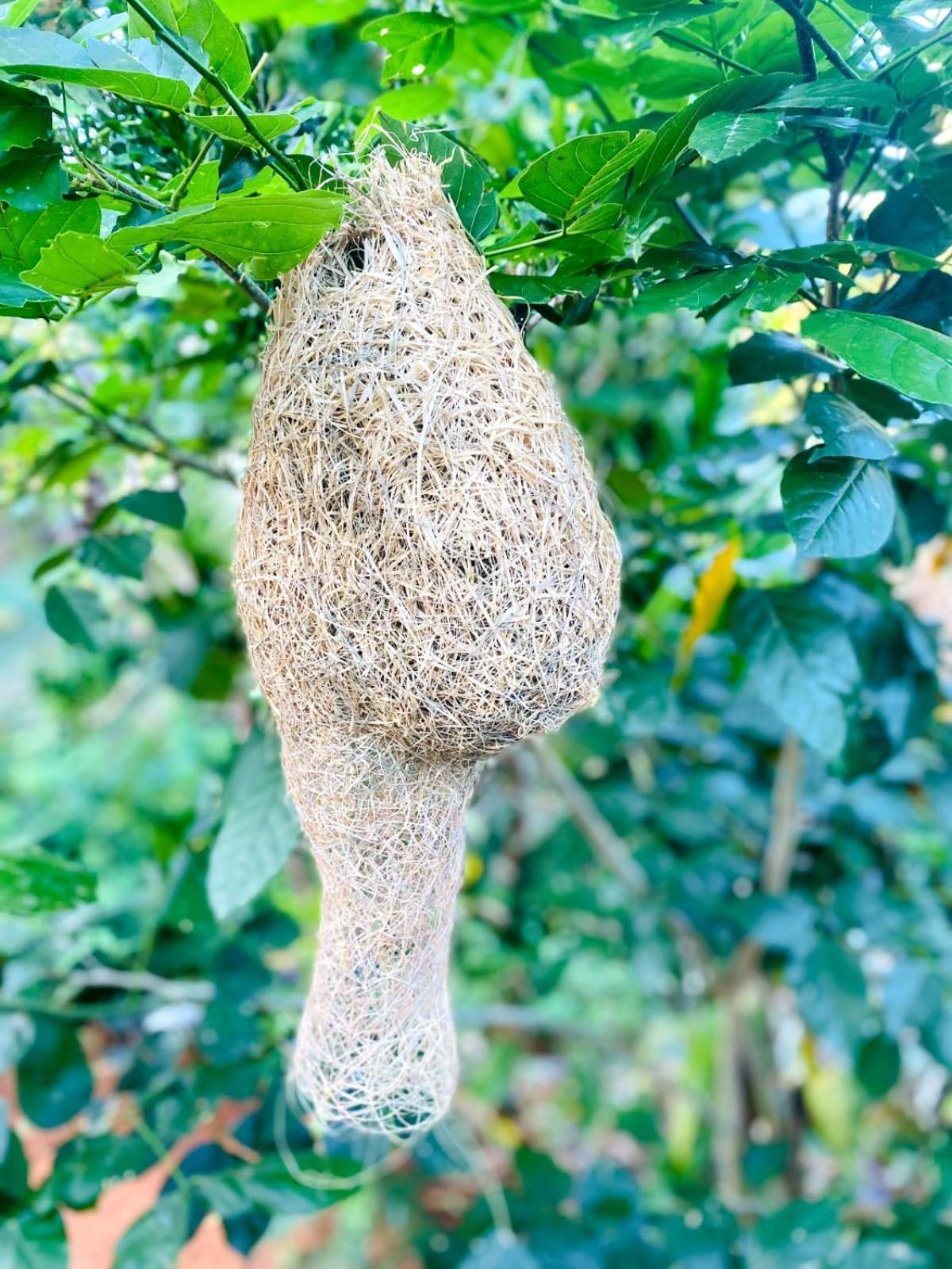 Dew Ashi Homestay 锡吉里亚 外观 照片